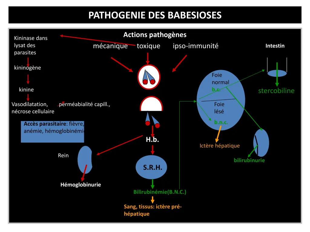 pathogenie des babesioses