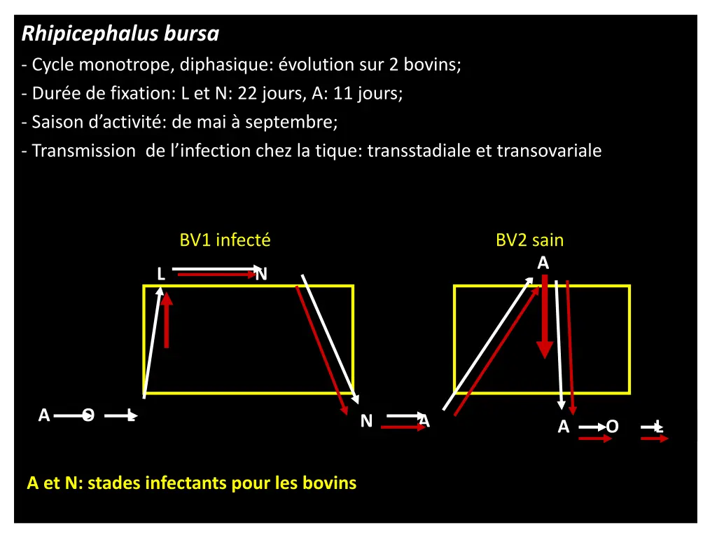 rhipicephalus bursa cycle monotrope diphasique