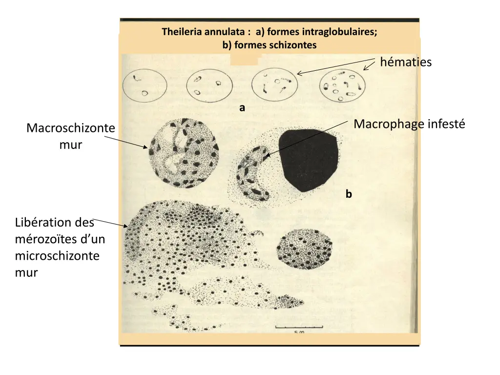 theileria annulata a formes intraglobulaires