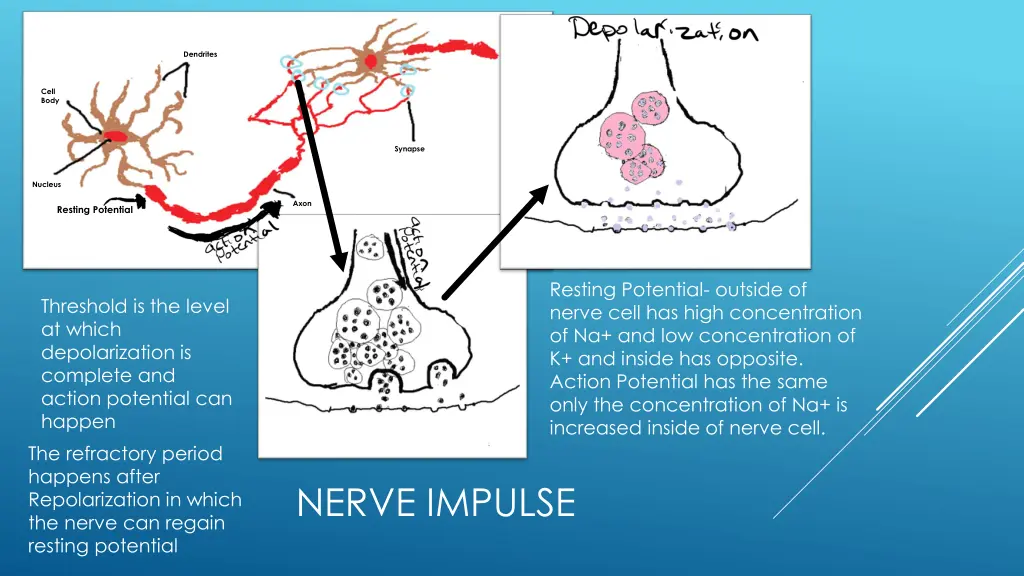 dendrites 1