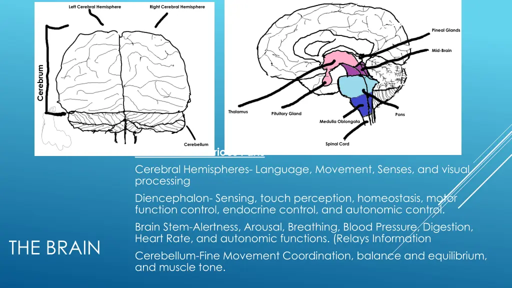 left cerebral hemisphere