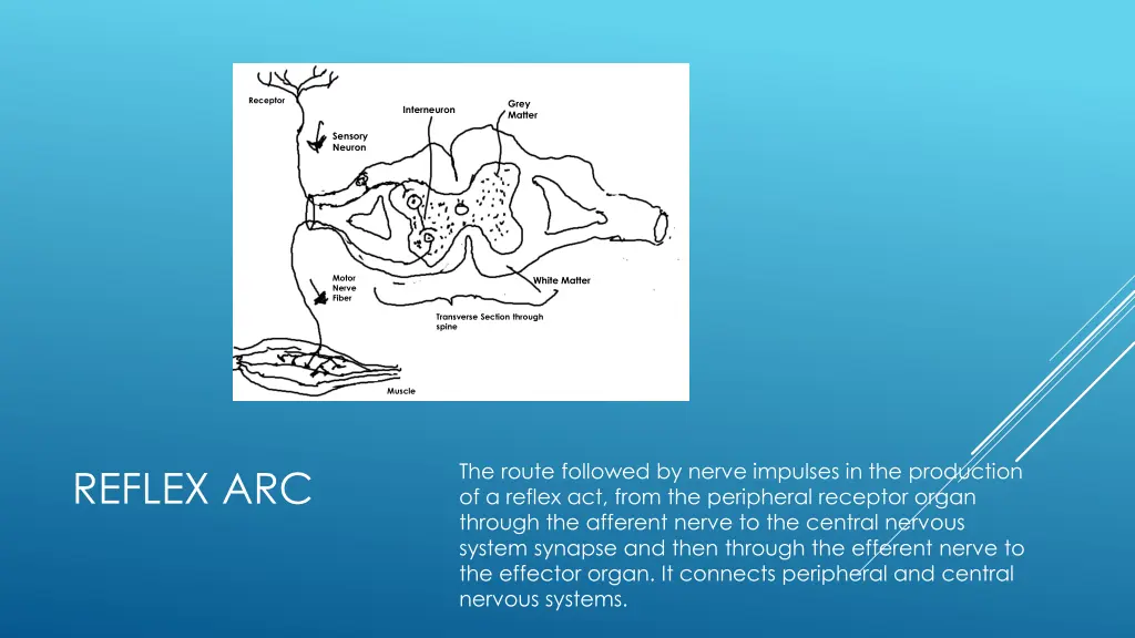 receptor