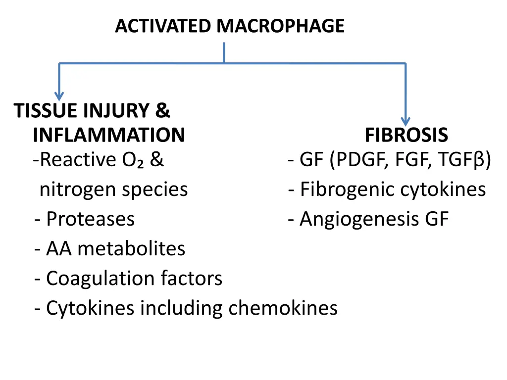 activated macrophage
