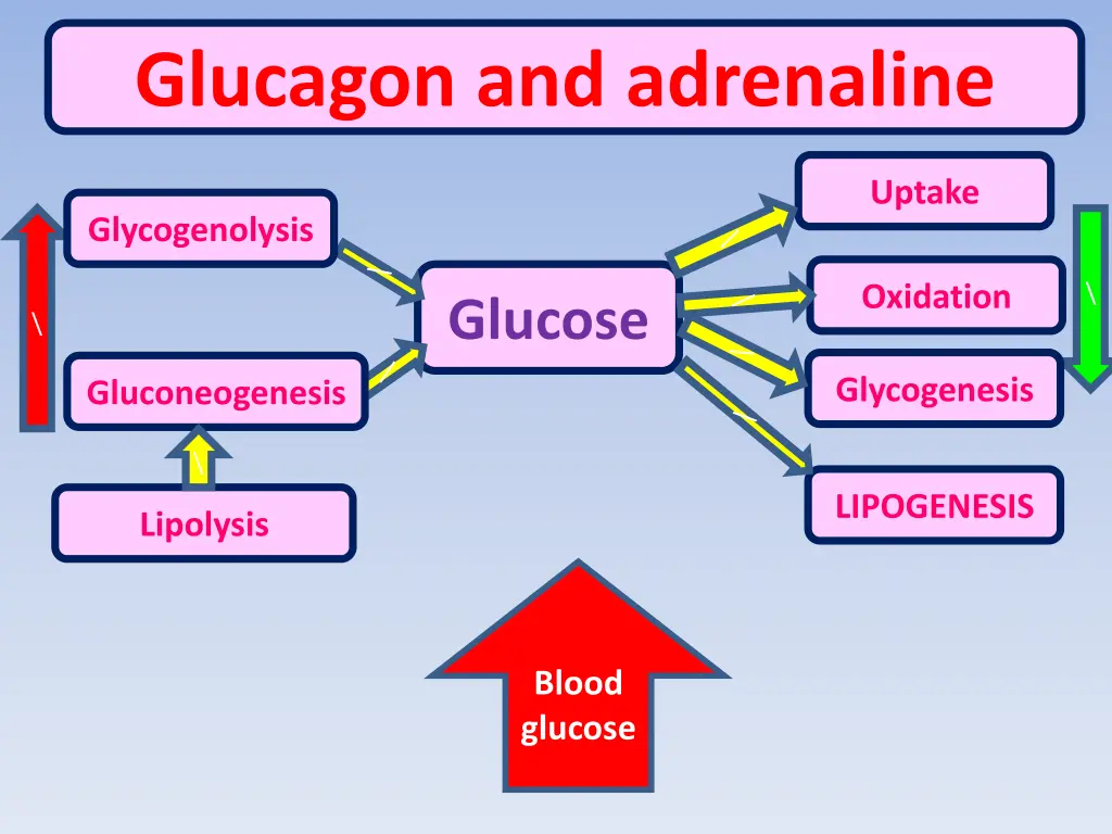 glucagon and adrenaline