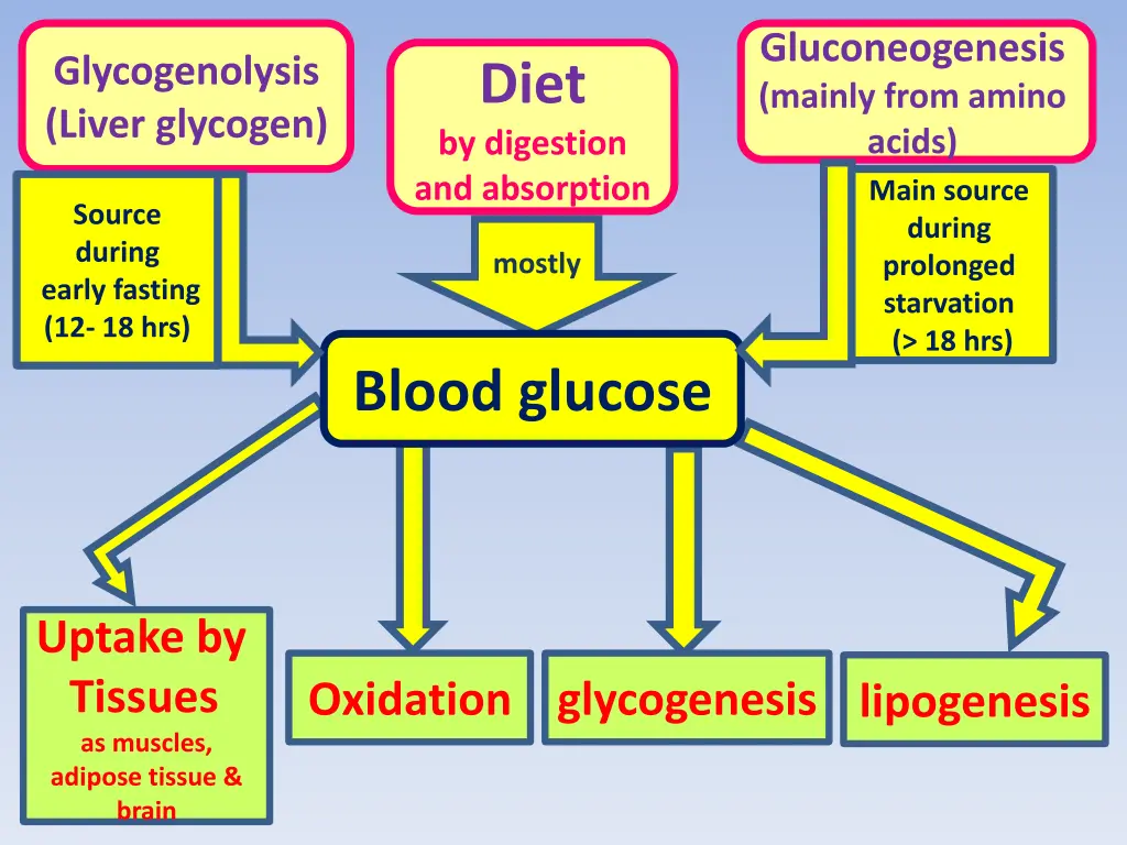gluconeogenesis mainly from amino acids main