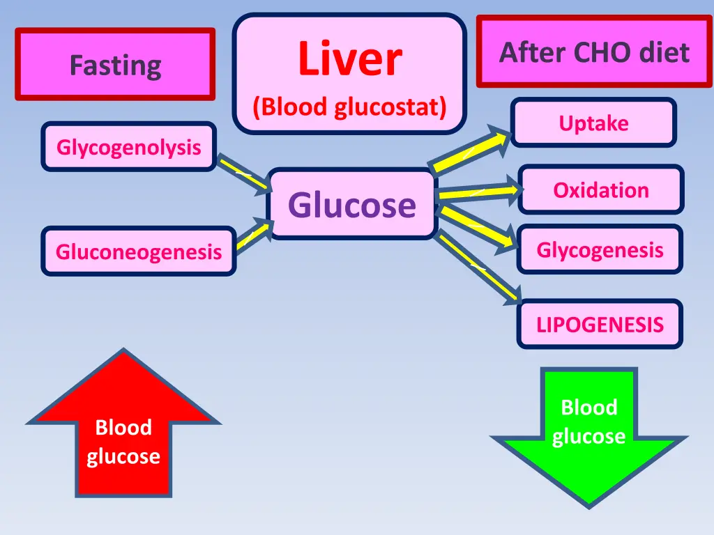 liver blood glucostat