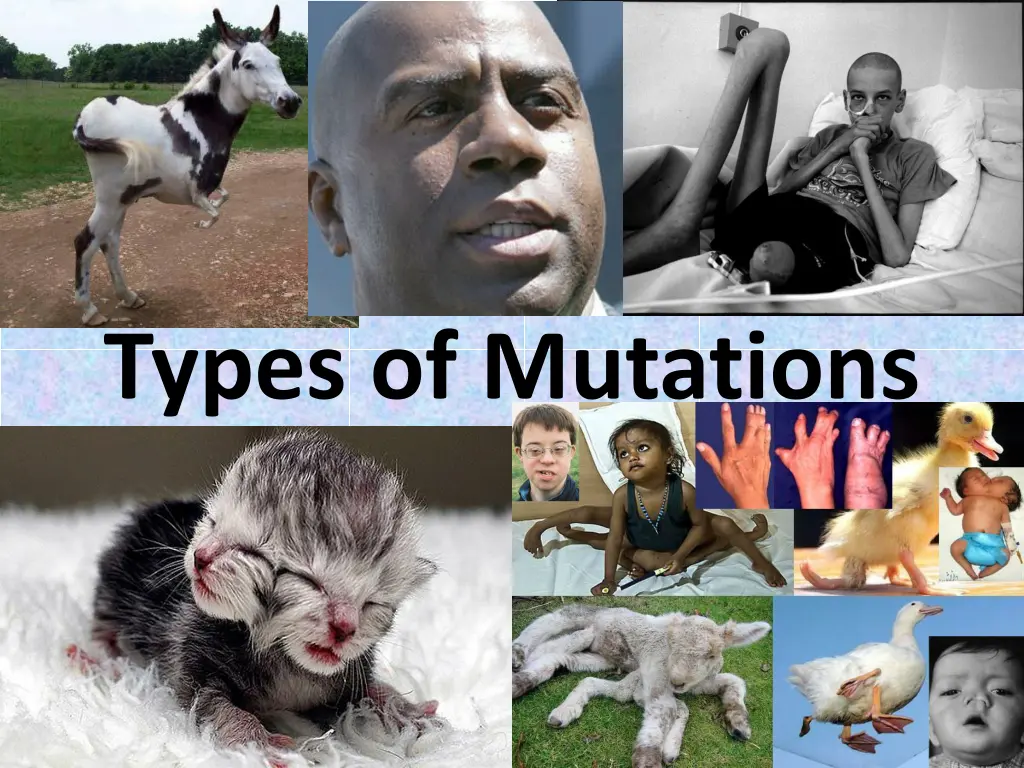 types of mutations