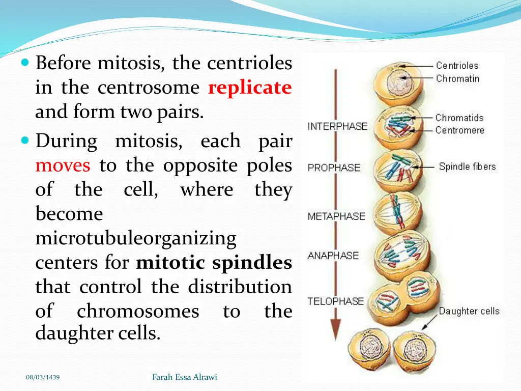 before mitosis the centrioles in the centrosome