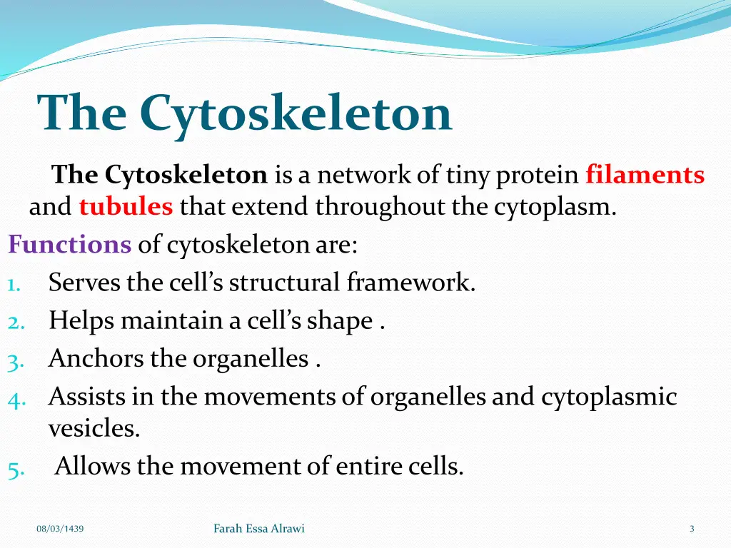 the cytoskeleton
