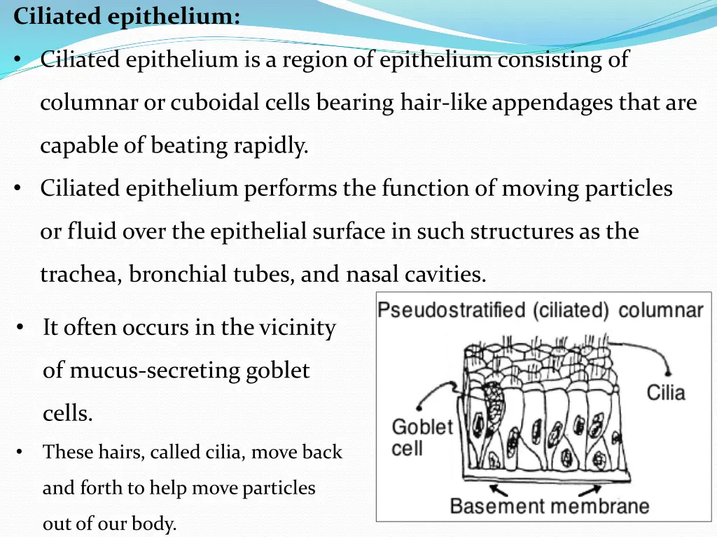 ciliated epithelium
