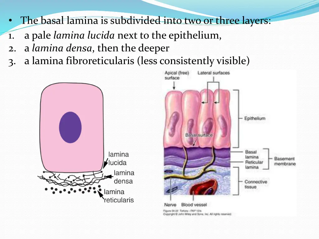 the basal lamina is subdivided into two or three