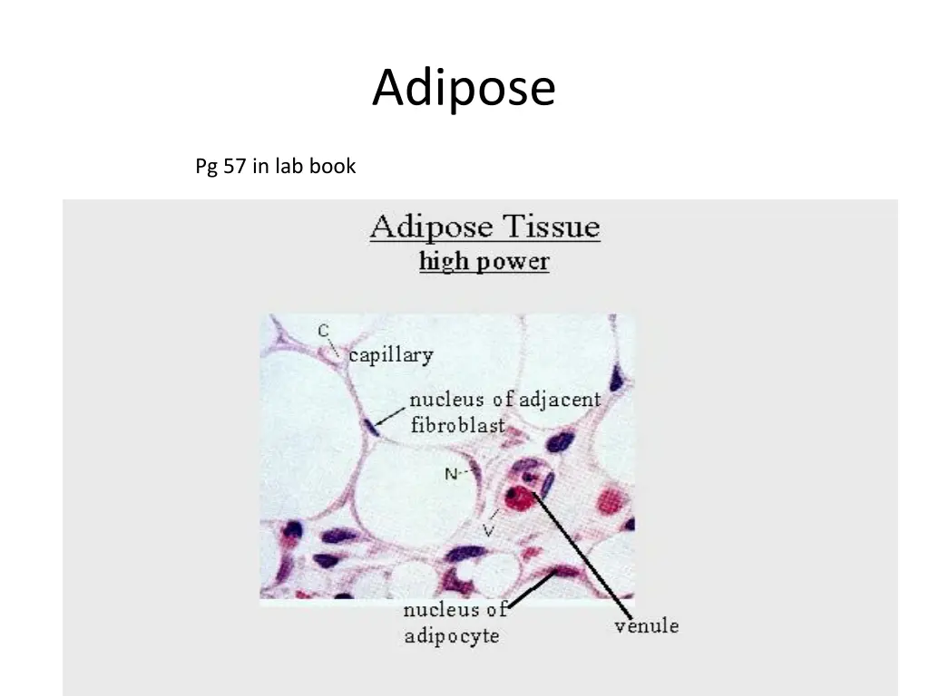 adipose