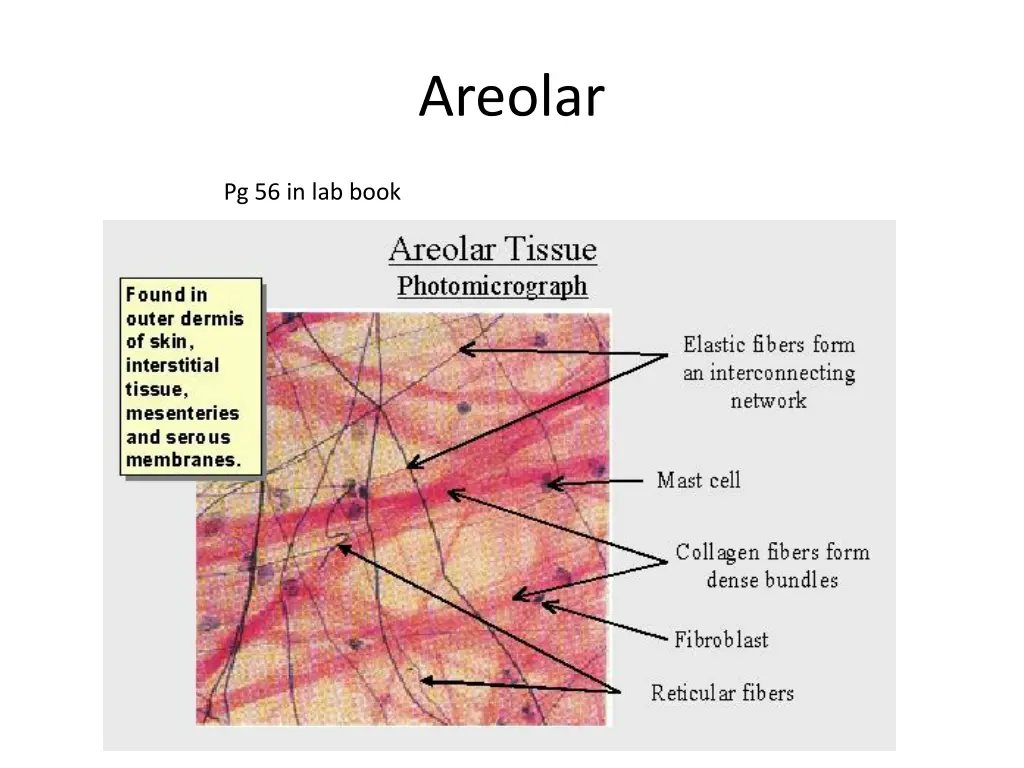 areolar