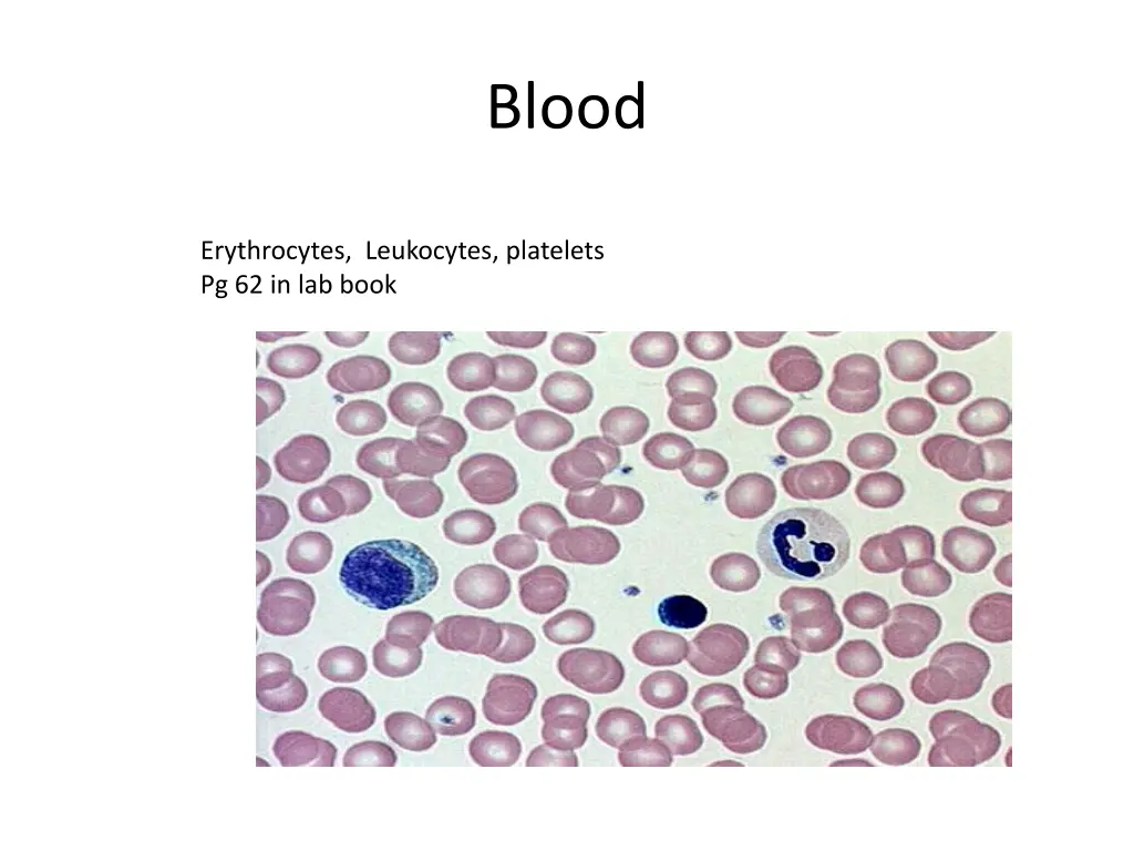 blood