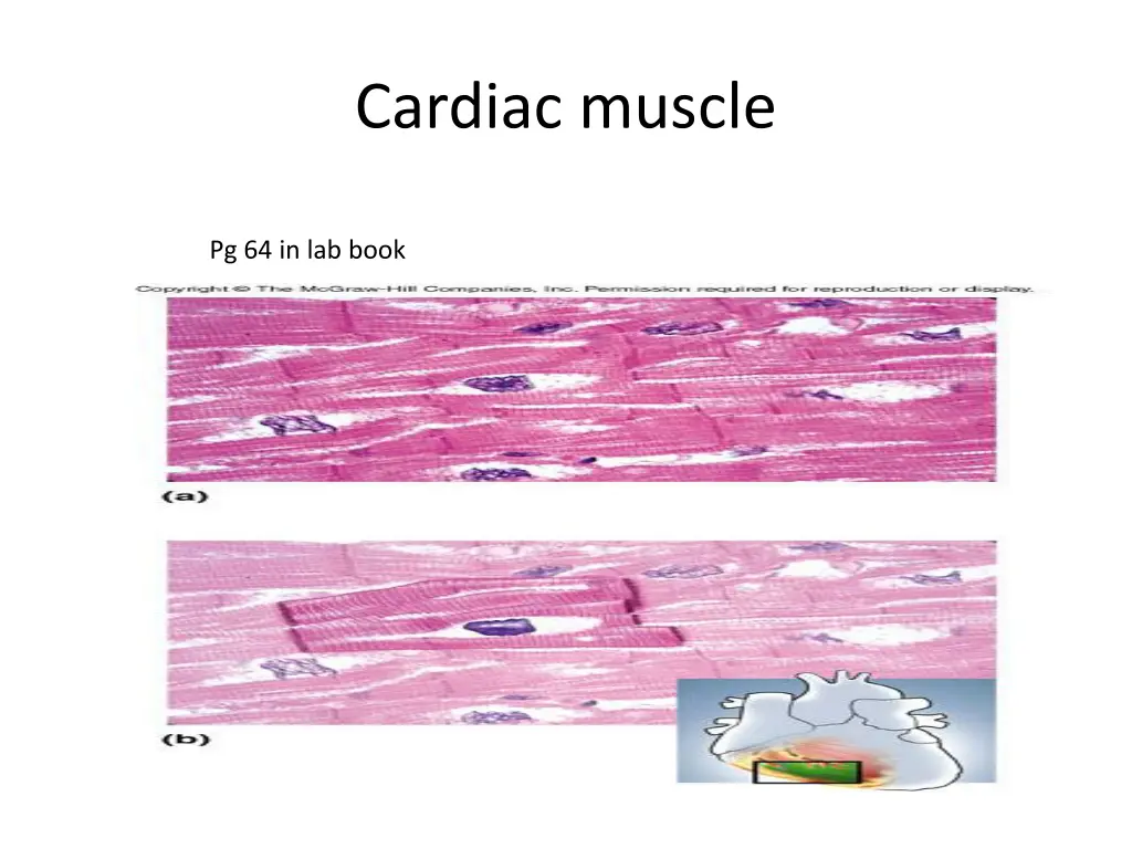cardiac muscle