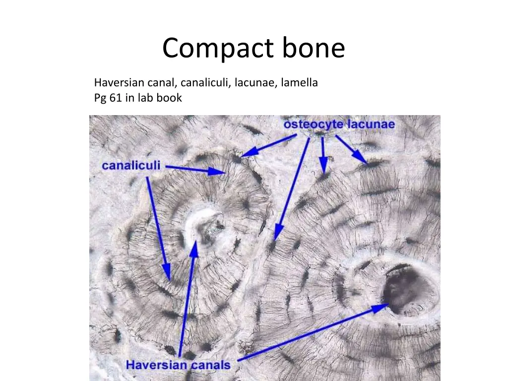 compact bone