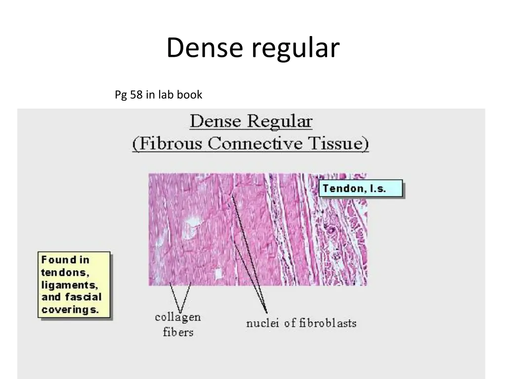 dense regular