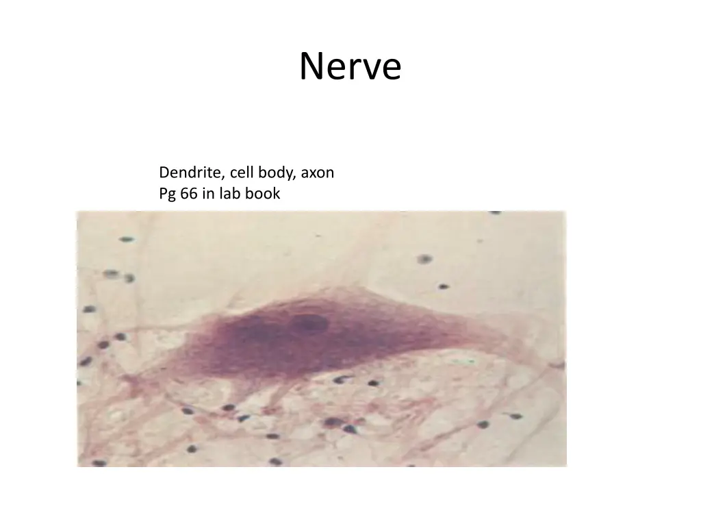 nerve