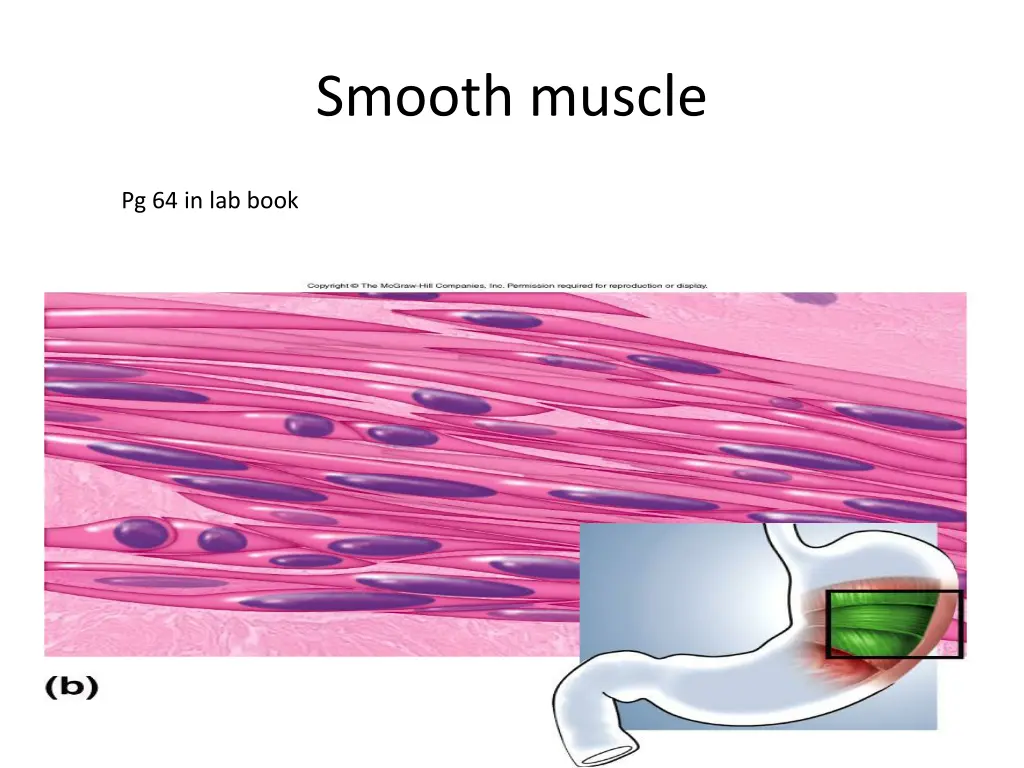 smooth muscle