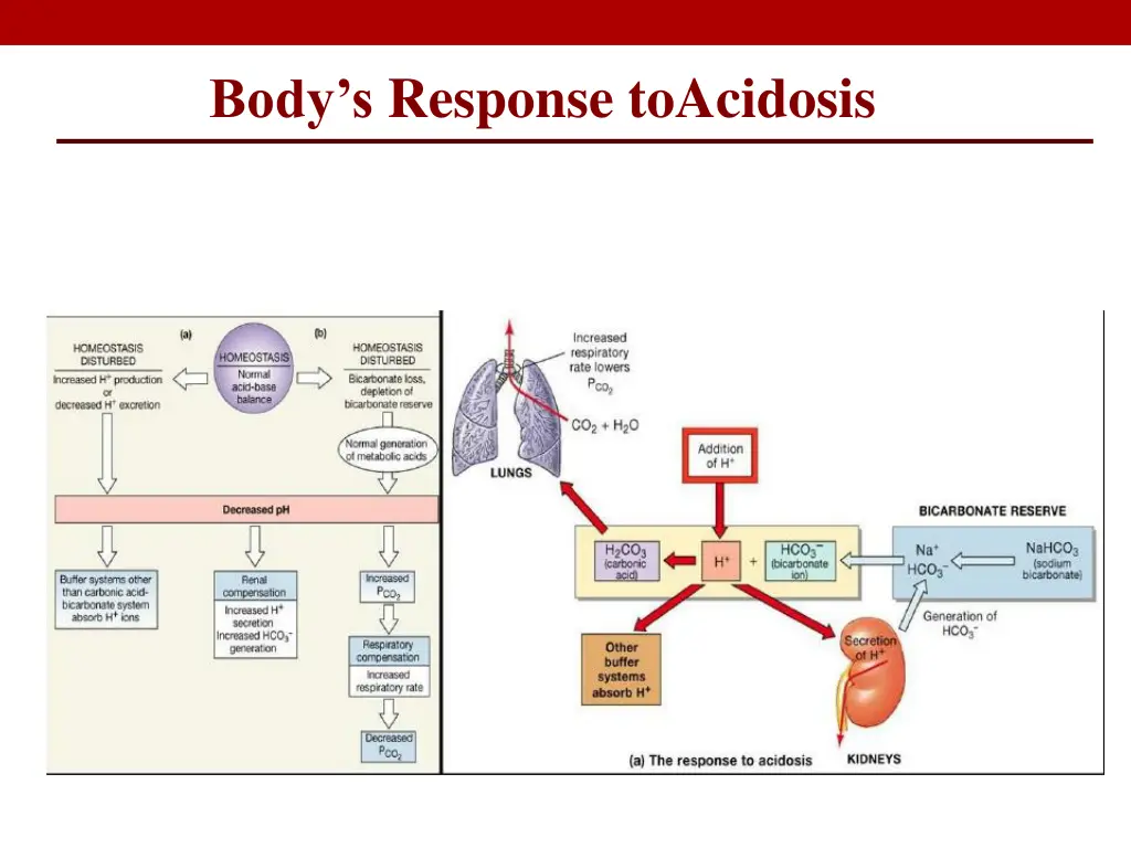body s response toacidosis