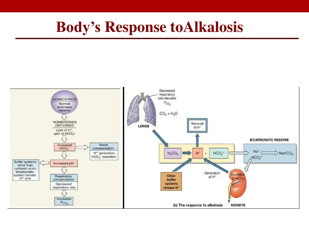 body s response toalkalosis