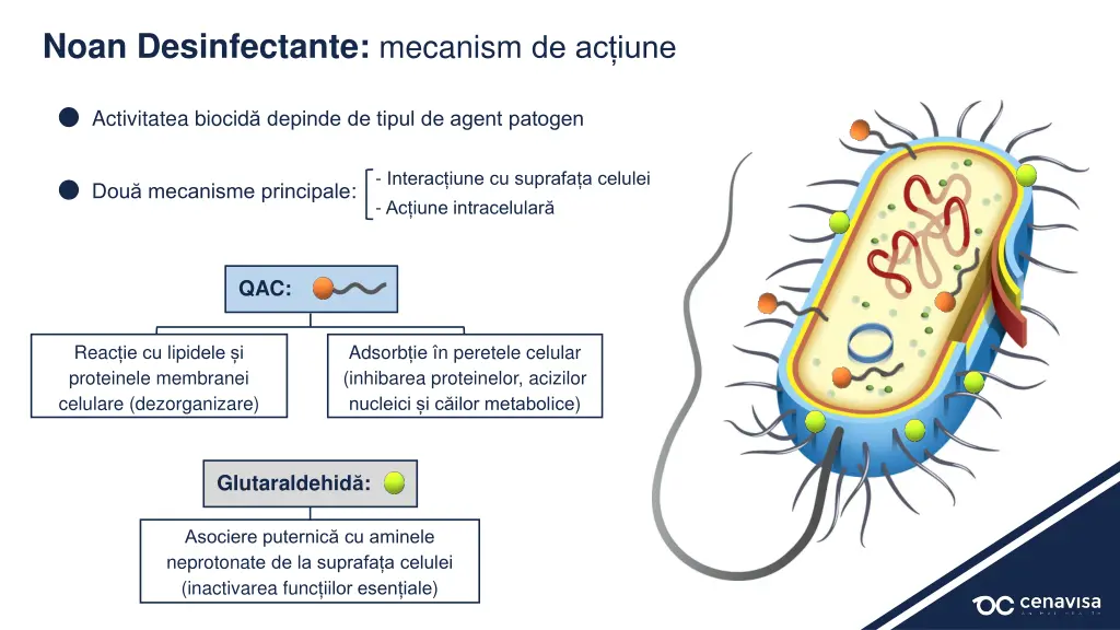 noan desinfectante mecanism de ac iune
