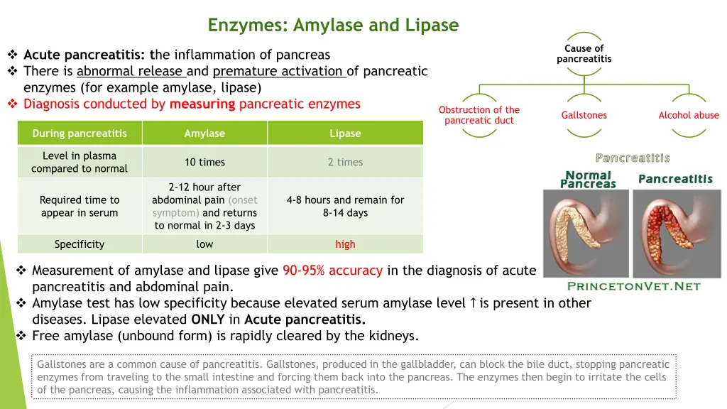enzymes amylase and lipase
