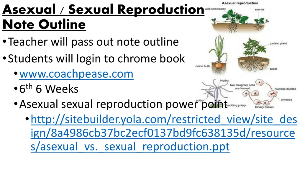 asexual sexual reproduction note outline teacher