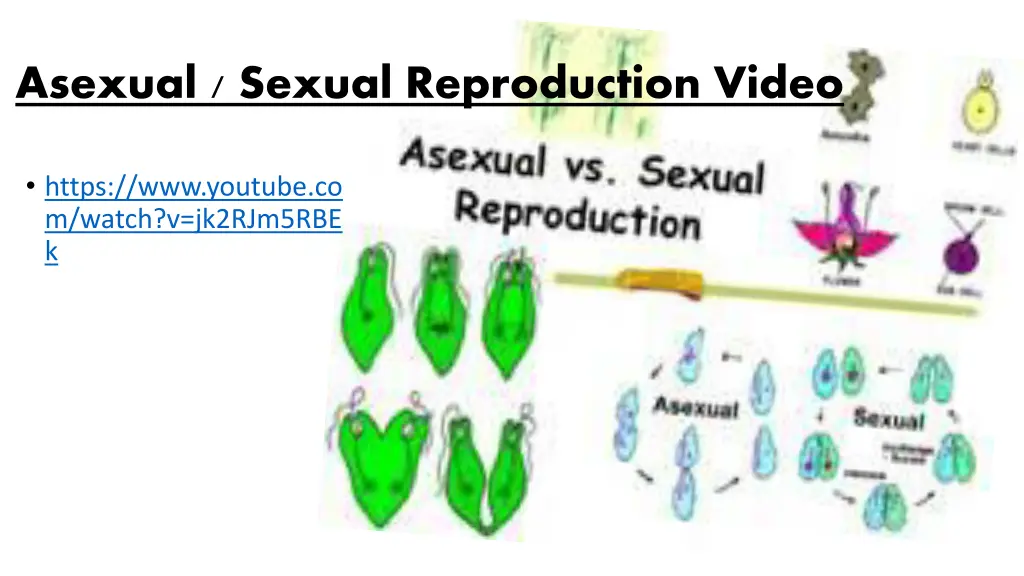 asexual sexual reproduction video