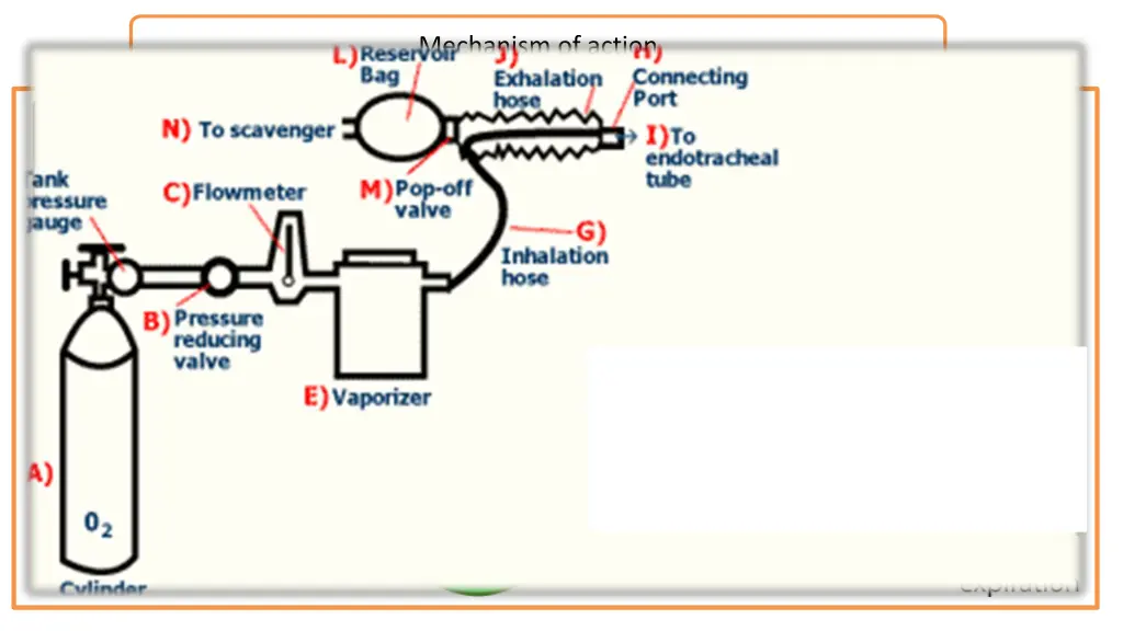 mechanism of action