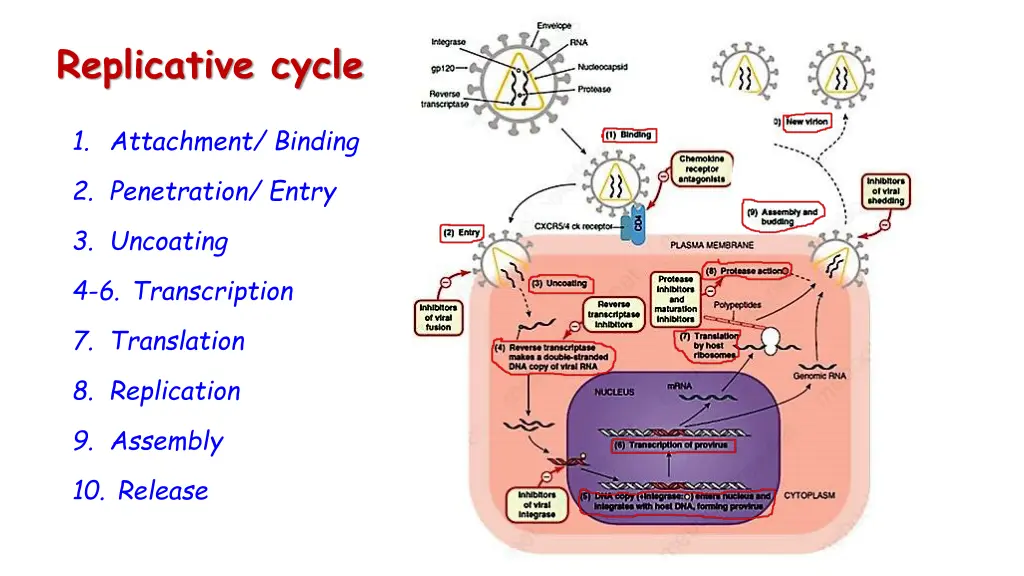 replicative cycle