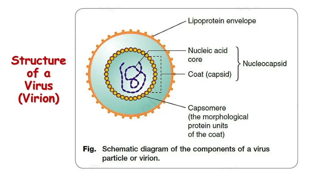 structure of a virus virion