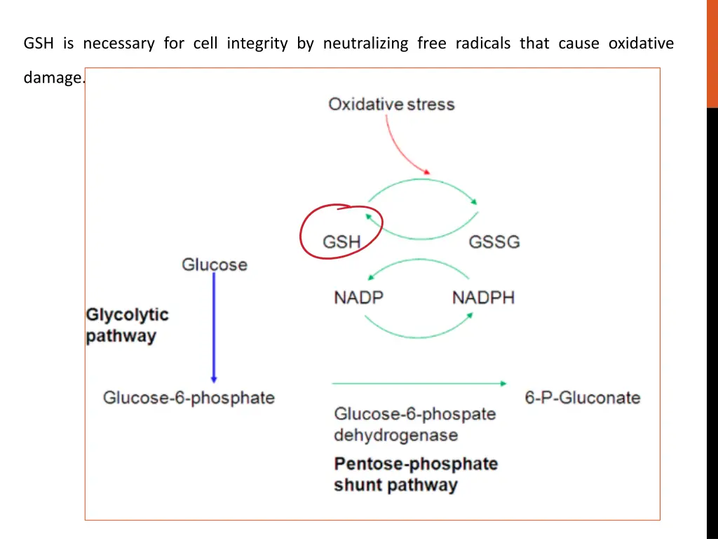 gsh is necessary for cell integrity
