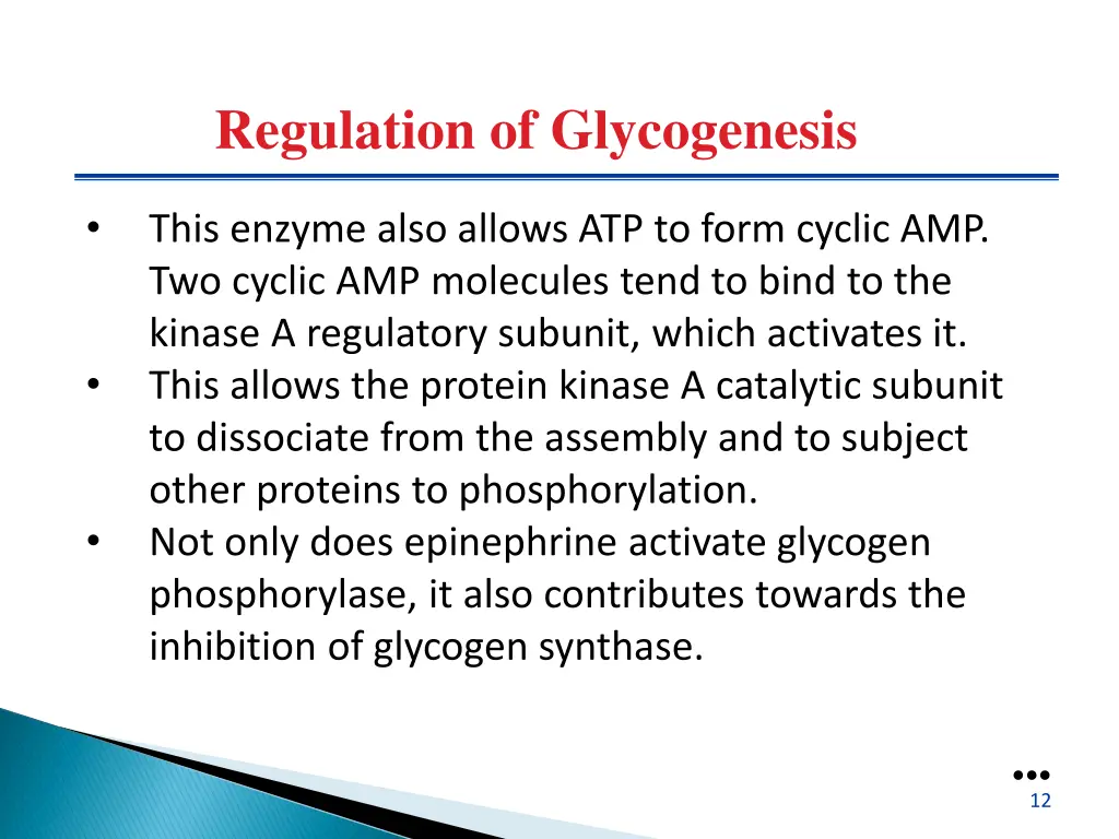 regulation of glycogenesis 2