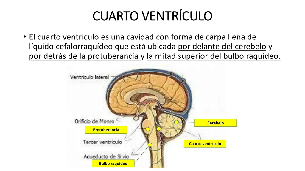 cuarto ventr culo cuarto ventr culo