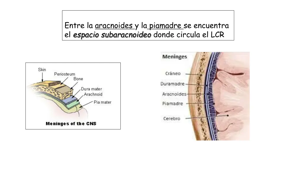 entre la aracnoides y la piamadre se encuentra