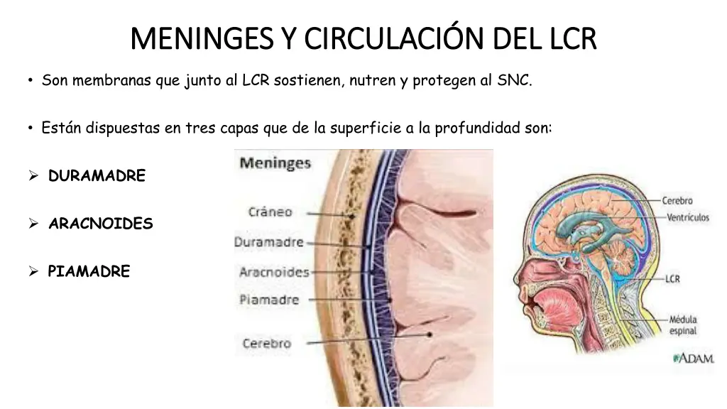 meninges y circulaci n del lcr meninges