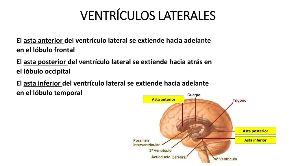 ventr culos laterales ventr culos laterales