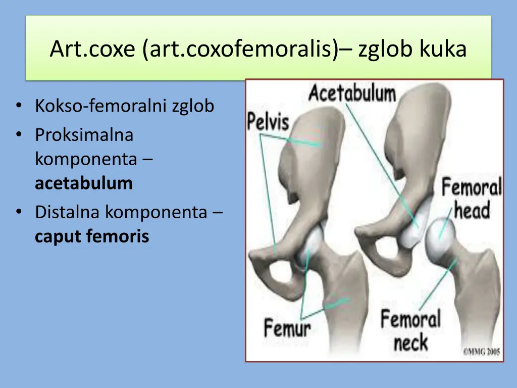 art coxe art coxofemoralis zglob kuka
