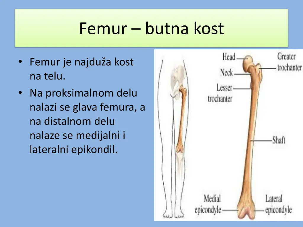 femur butna kost