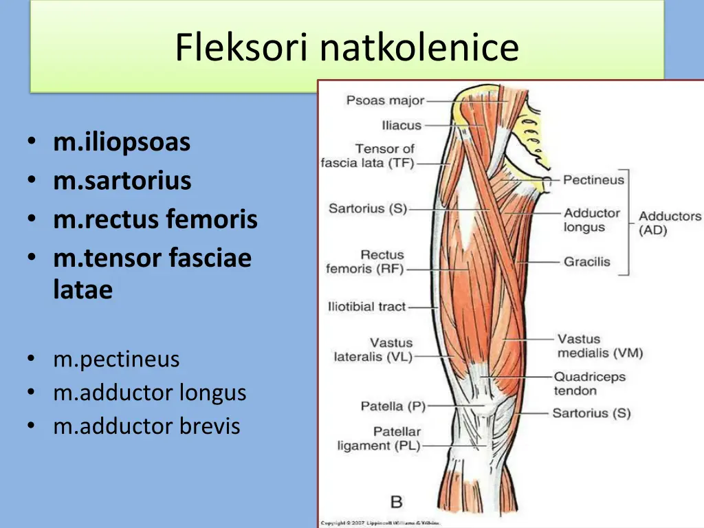 fleksori natkolenice