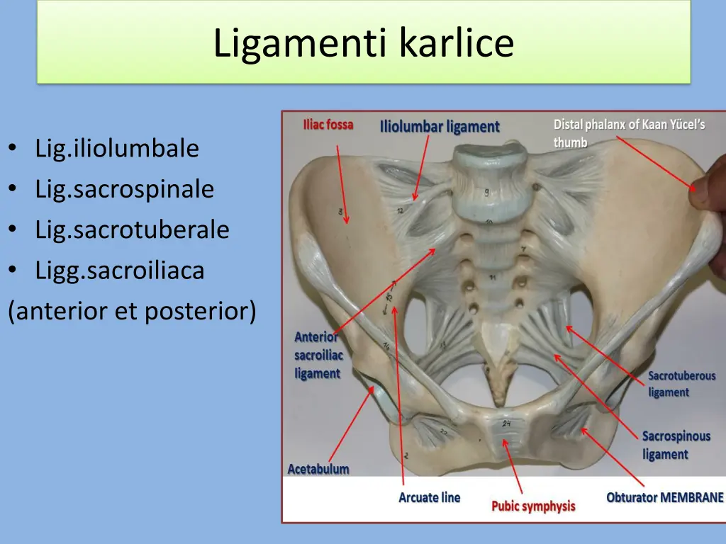 ligamenti karlice