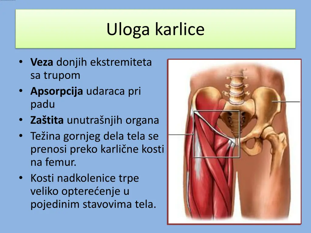 uloga karlice