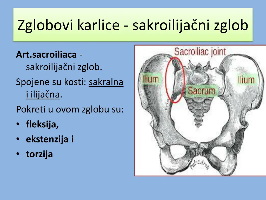 zglobovi karlice sakroilija ni zglob