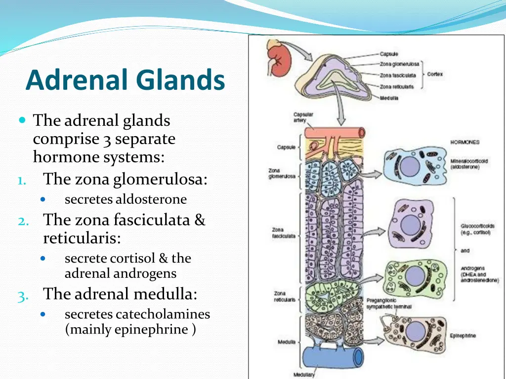 adrenal glands