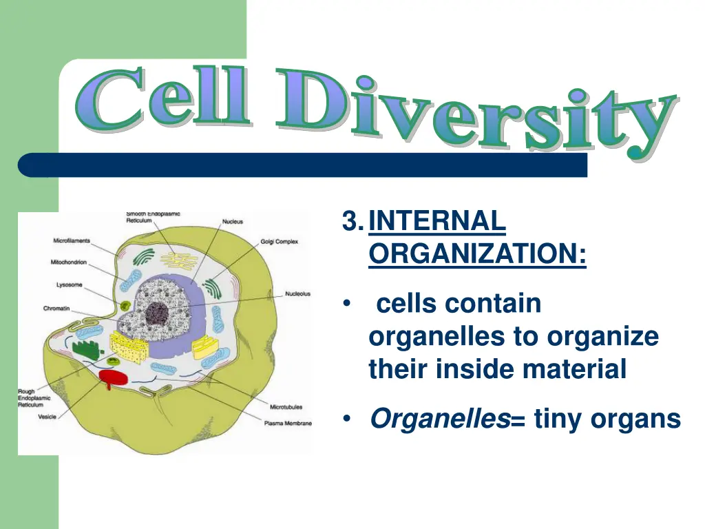 cell diversity 3