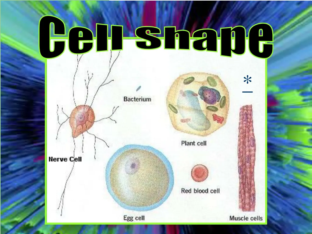 cell shape