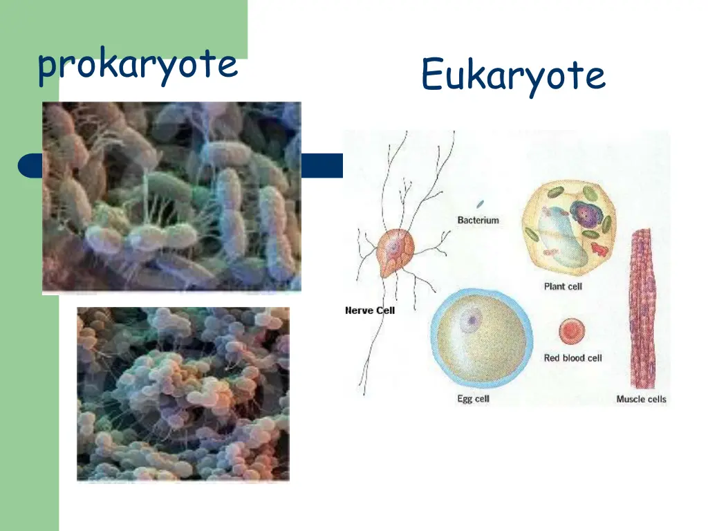 prokaryote