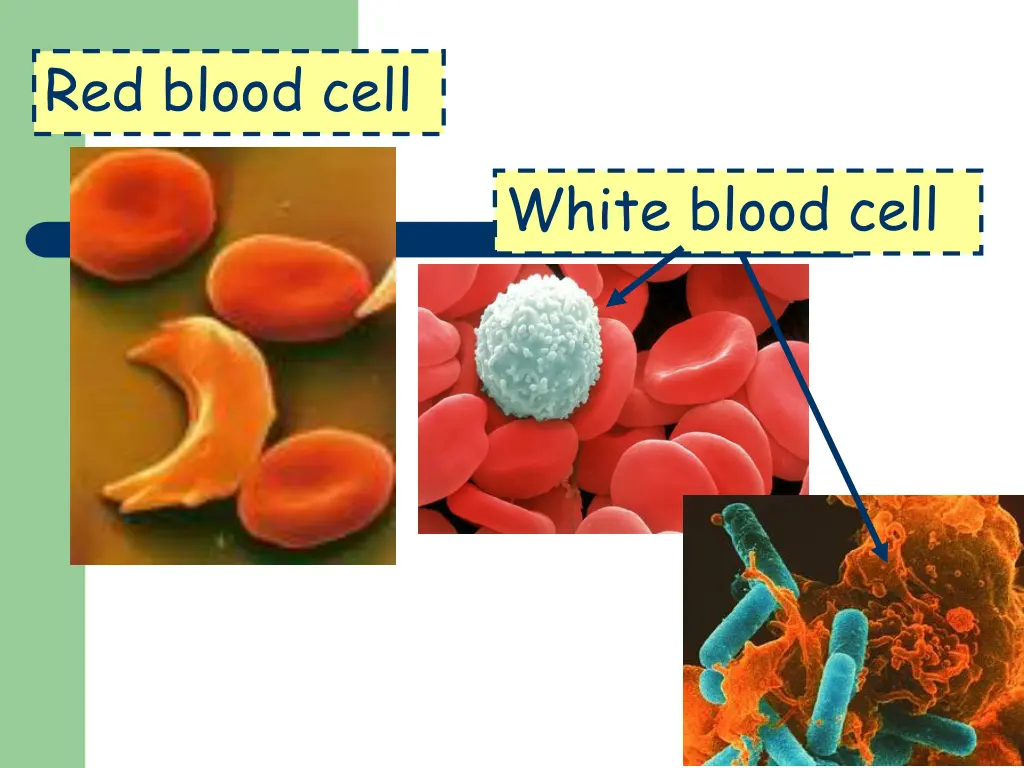 red blood cell