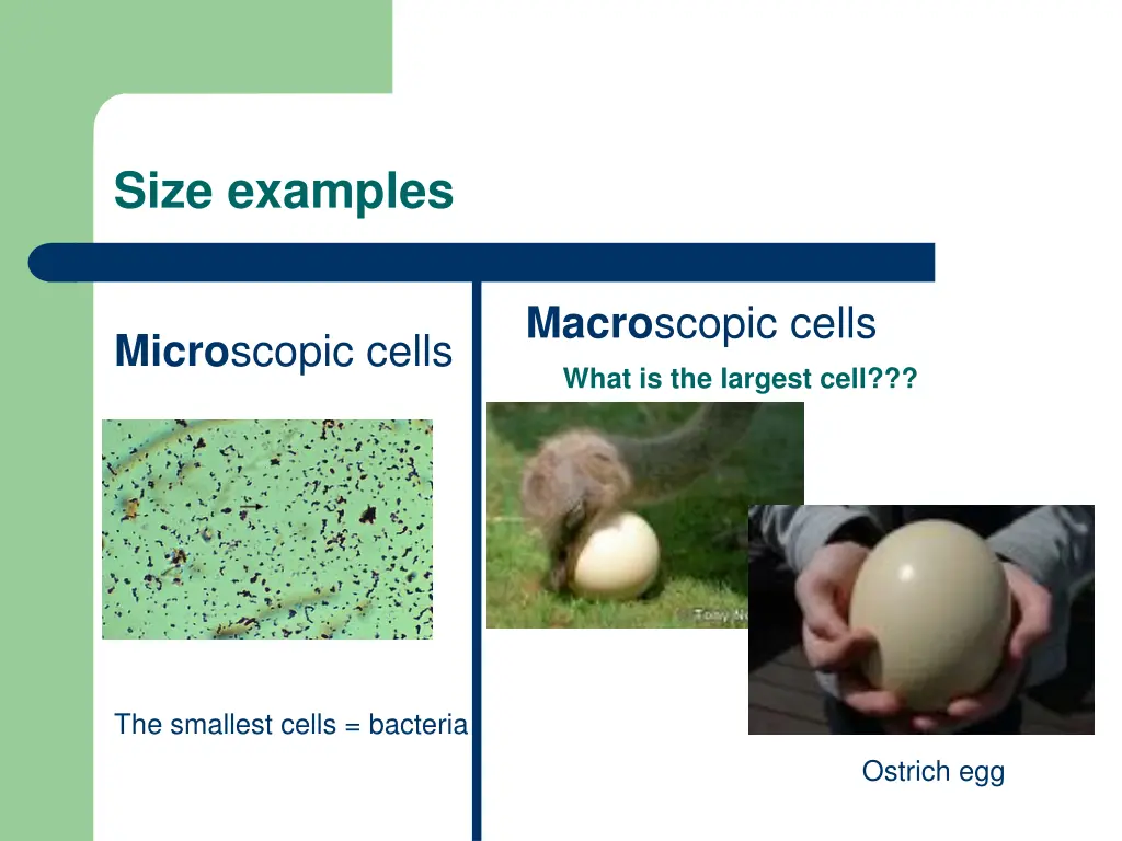 size examples